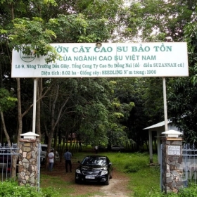 VƯỜN CAO SU TRĂM TUỔI CỦA NGƯỜI PHÁP CÒN SÓT LẠI Ở VIỆT NAM