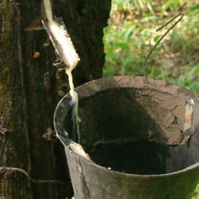 CAO SU TỰ NHIÊN LÀ GÌ? CẤU TẠO VÀ ỨNG DỤNG TRONG NGÀNH GIÀY DÉP