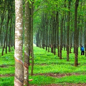 NGƯỜI PHÁP VỚI CÂY CAO SU Ở VIỆT NAM