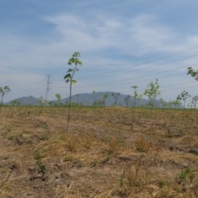 TRỒNG CAO SU THEO QUY HOẠCH VÀ KHUYẾN CÁO